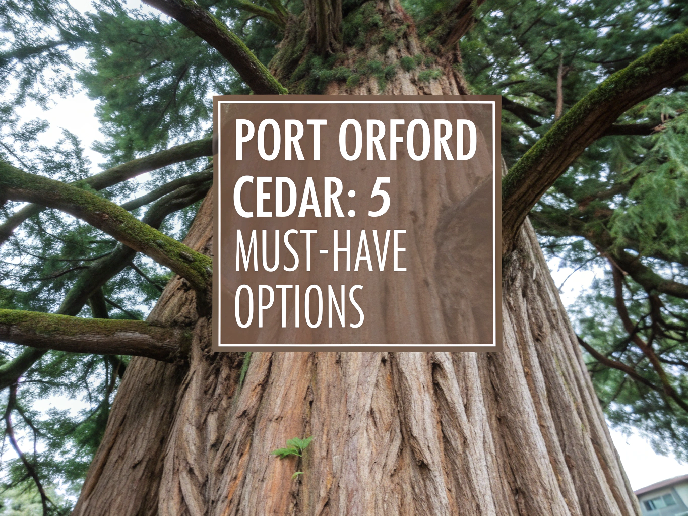 port orford cedar