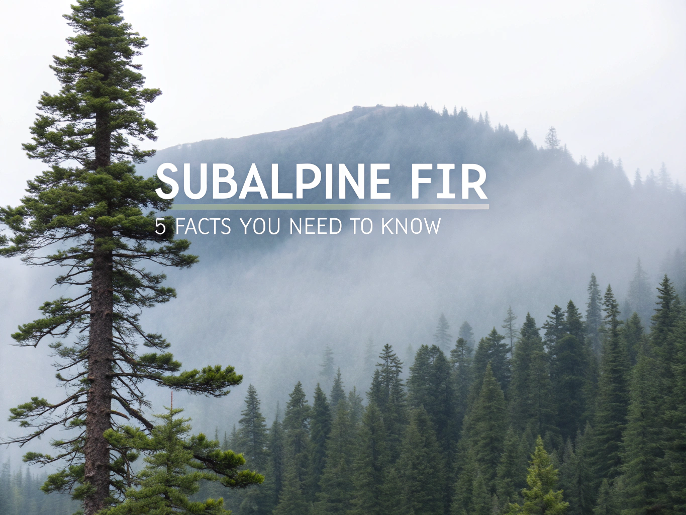 subalpine fir