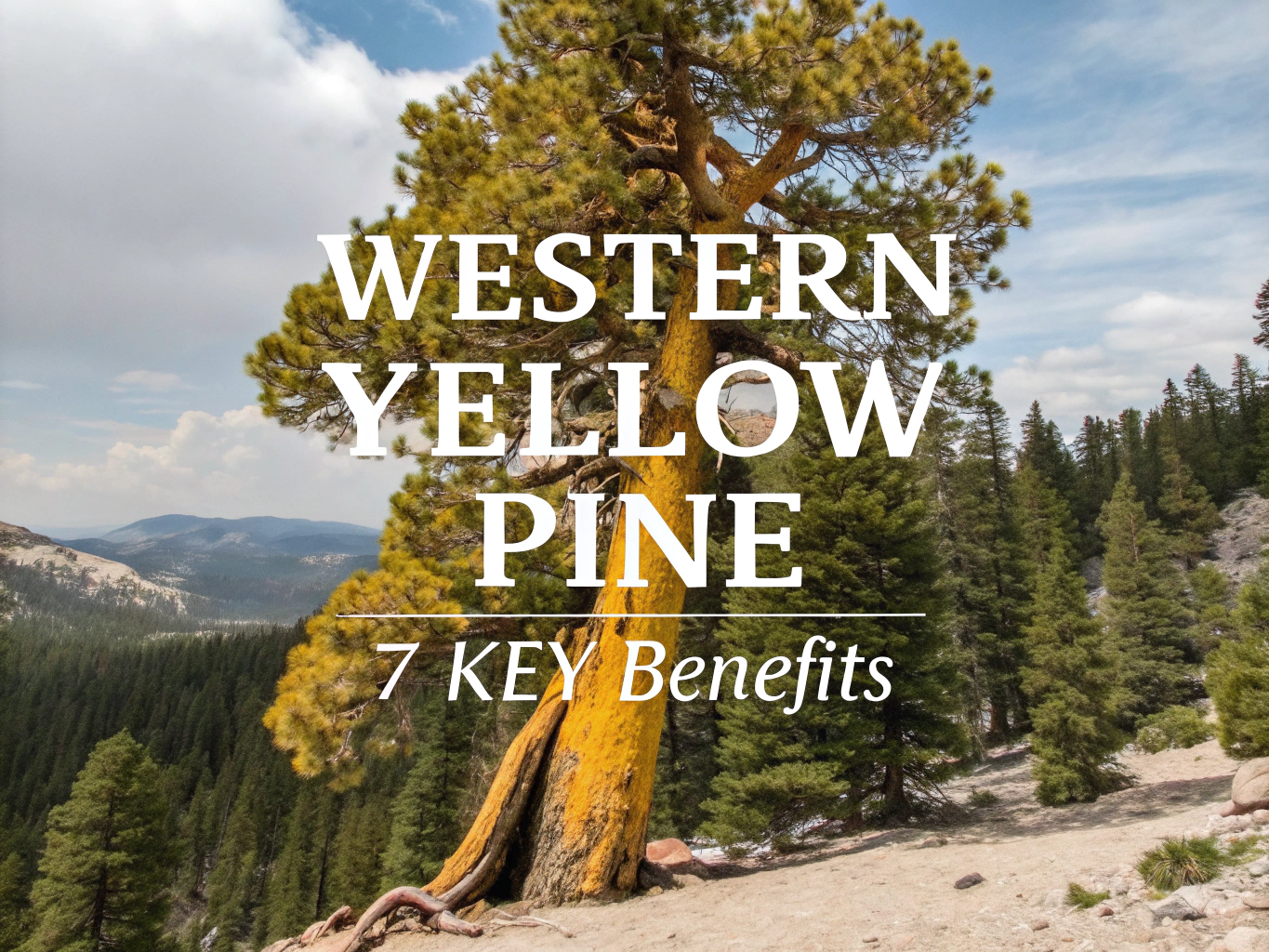 western yellow pine
