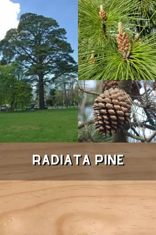 Pinus Radiata