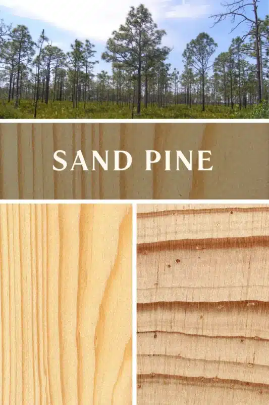 Sand Pine 1