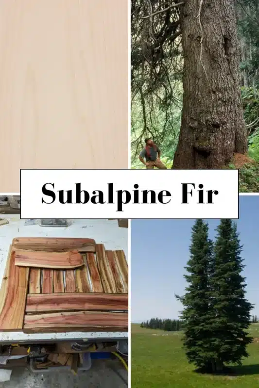 Subalpine Fir