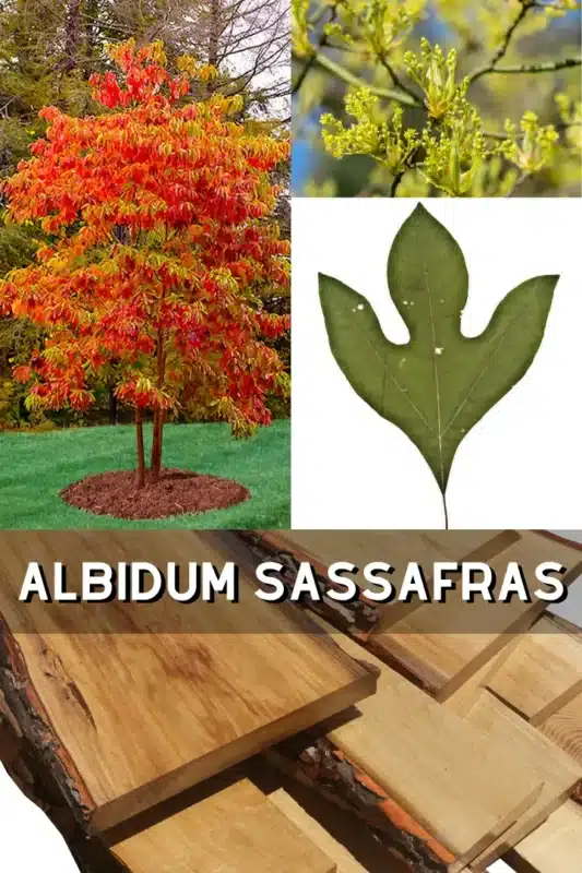 Albidum Sassafras