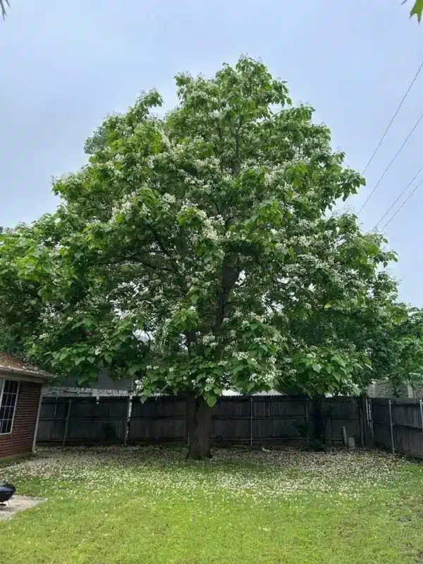 Catalpa TREE