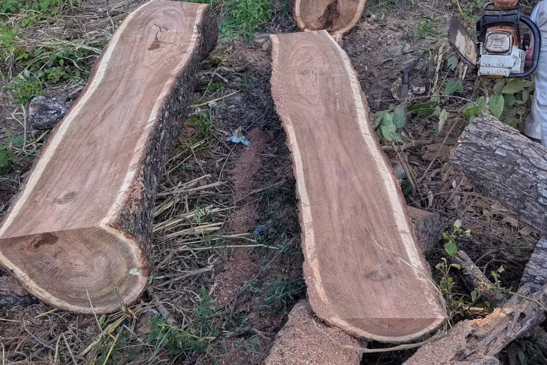 Schinopsis balansae (Quebracho)