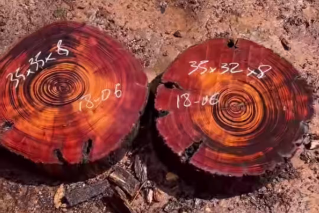 Schinopsis brasiliensis (Baraúna)