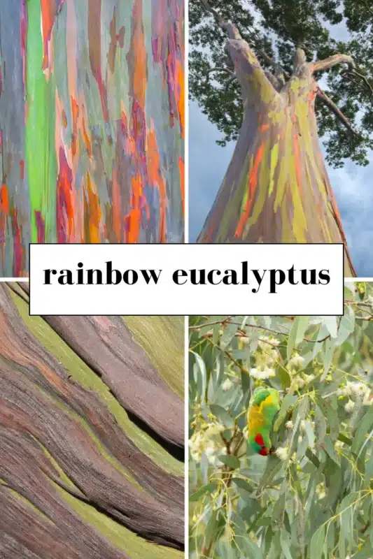 rainbow eucalyptus