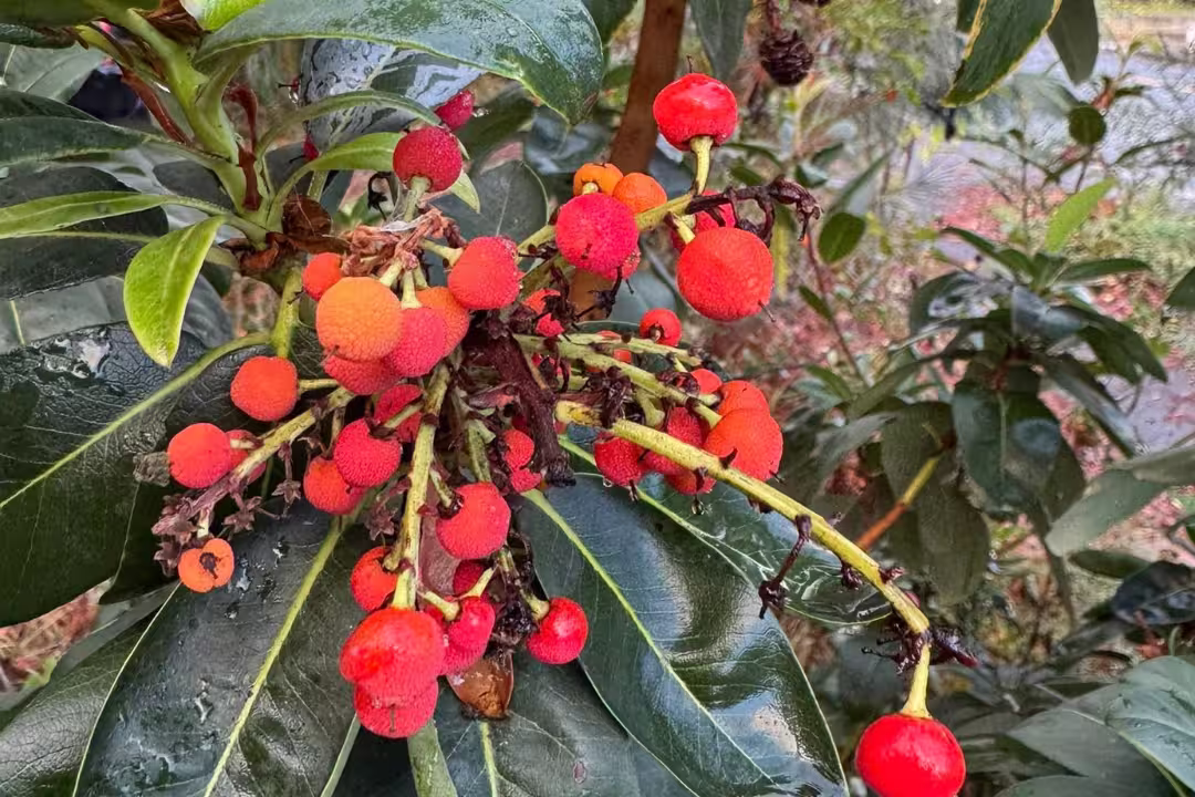  madrone Cluster of bright red fruits